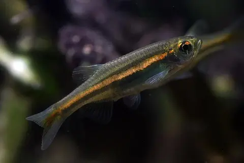 Danio jaintianensis