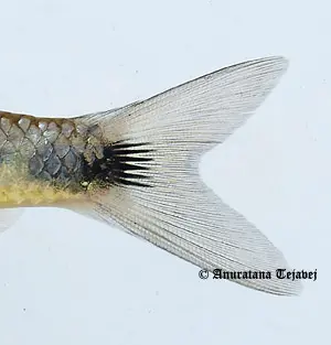 Opsarius signicaudus