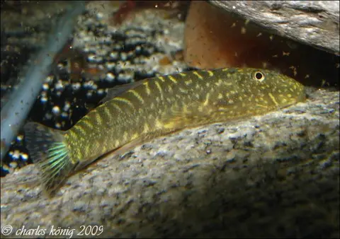 Gastromyzon zebrinus