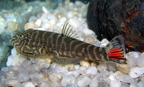 Gastromyzon sp. 'SK02'