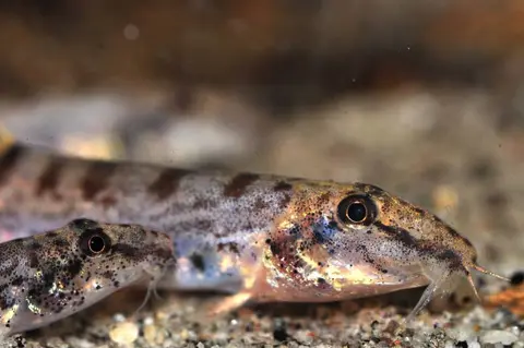 Kottelatlimia hipporhynchos