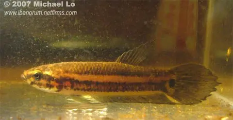 Betta mandor