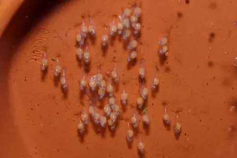 短吻红斑吻鰕虎鱼