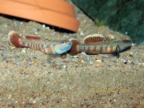 Rhinogobius zhoui