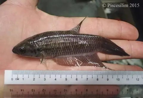 Betta pi