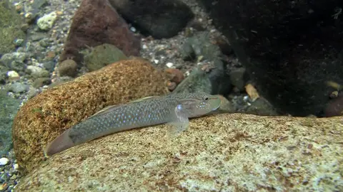Rhinogobius sp. 'CO'
