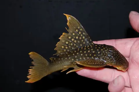 Baryancistrus demantoides