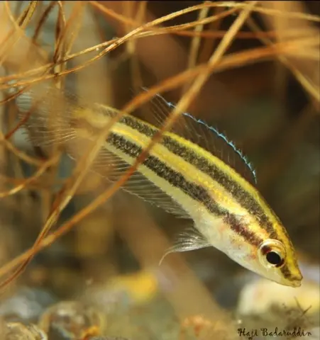 Parosphromenus alfredi