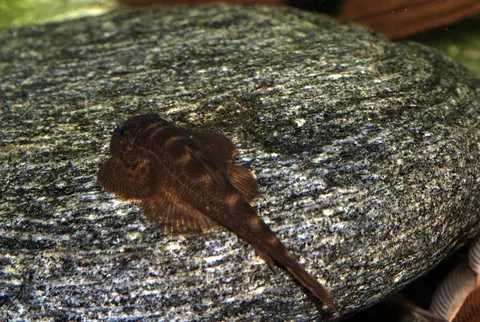 刺臀华吸鳅