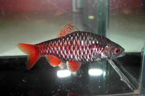 Pethia manipurensis