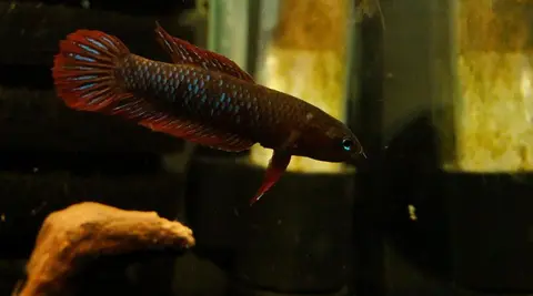 Betta uberis