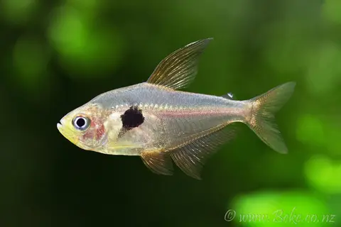 斯氏多齿脂鲤