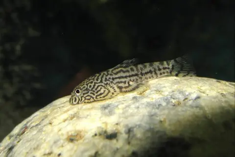 思凡腹吸鳅