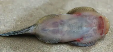 Gastromyzon aeroides