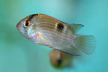 Cleithracara maronii