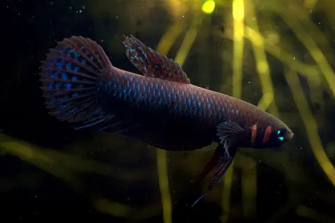 Betta hendra