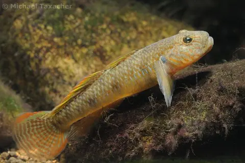 子陵吻鰕虎鱼