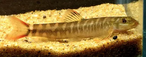 Schistura sp. 6