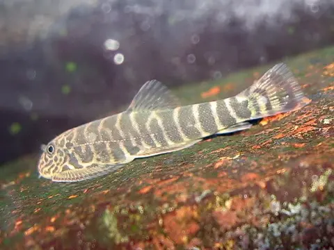 Gastromyzon sp. 'SK04'