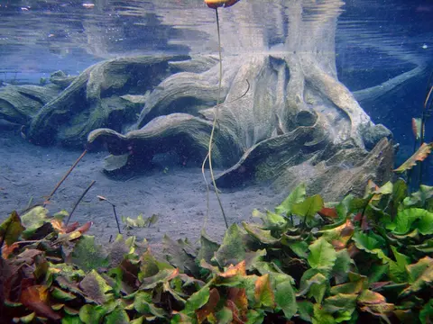 Cualac tessellatus
