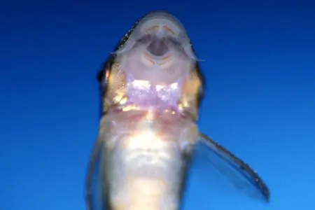 Otocinclus cocama