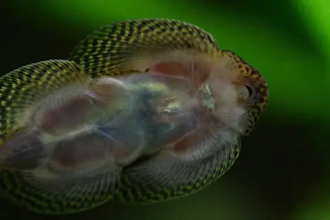 Sewellia albisuera