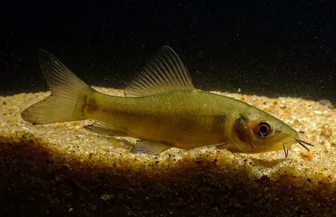 蓝野鲮