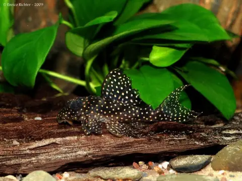 Hypancistrus sp.