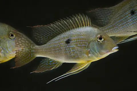 Geophagus neambi