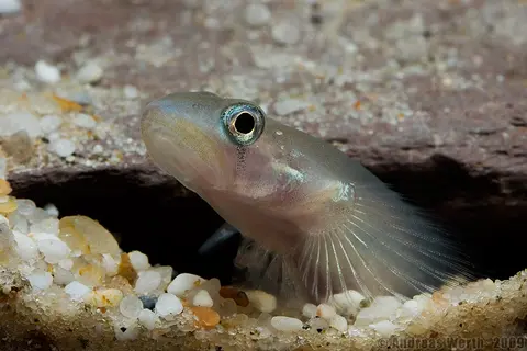 Sicyopus exallisquamulus