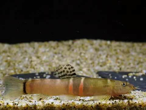 Schistura cf. balteata