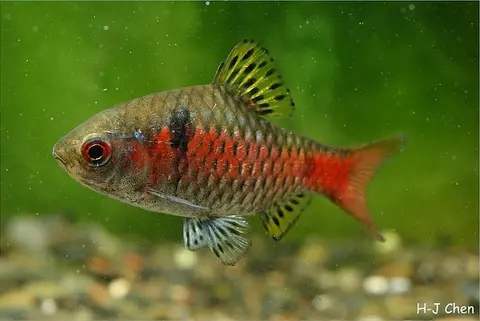 Pethia padamya