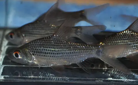 Cyclocheilichthys apogon