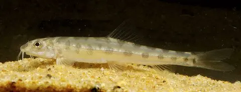 革条鳅