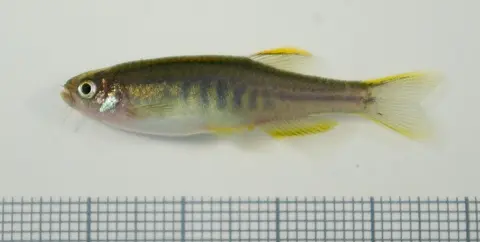 Danio flagrans