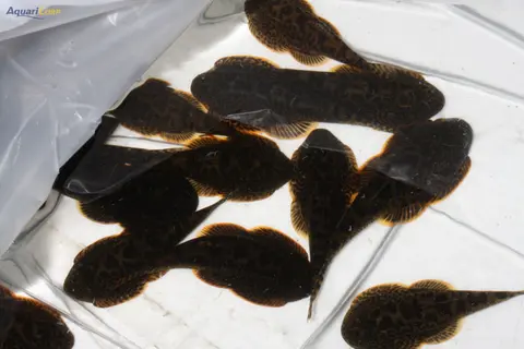 Sewellia elongata