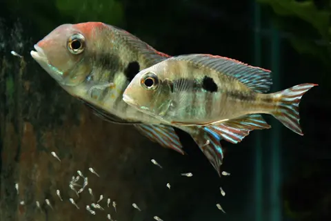Geophagus sp. 'orange head'