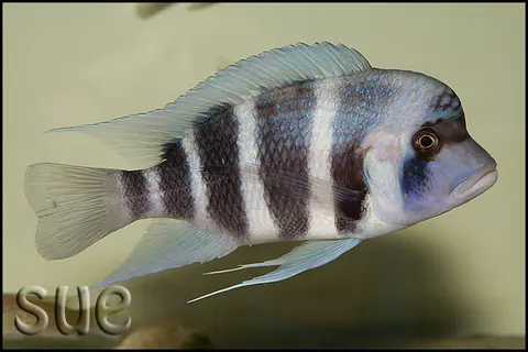 Cyphotilapia gibberosa