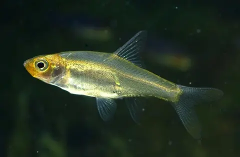 Sawbwa resplendens