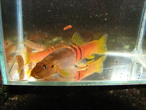 背纹南鳅