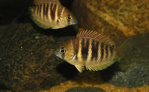Etroplus canarensis