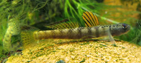 Stiphodon maculidorsalis