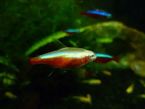 宝莲灯