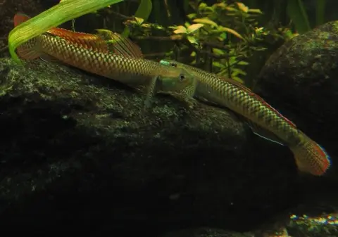 Stiphodon ornatus