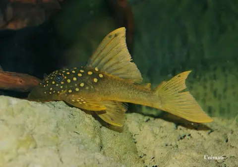 Baryancistrus demantoides