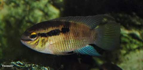 Laetacara thayeri