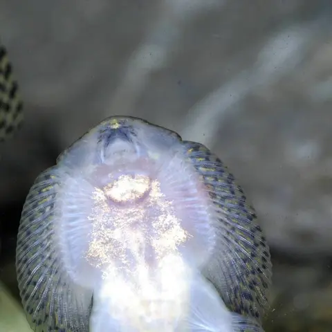 Sewellia sp. 'SEW04'