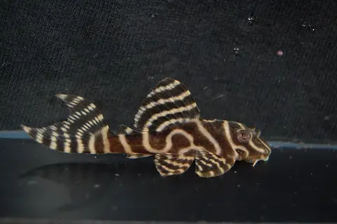 Hypancistrus sp.