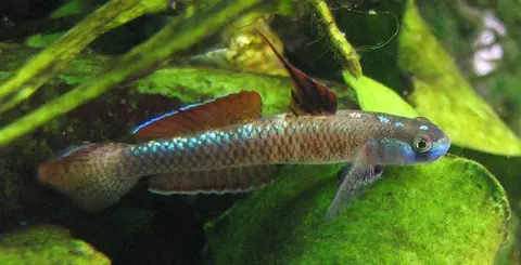 黑鳍枝牙鰕虎