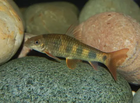 Garra spilota
